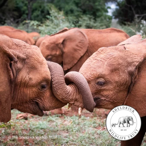 Two baby elephants touching trunks.