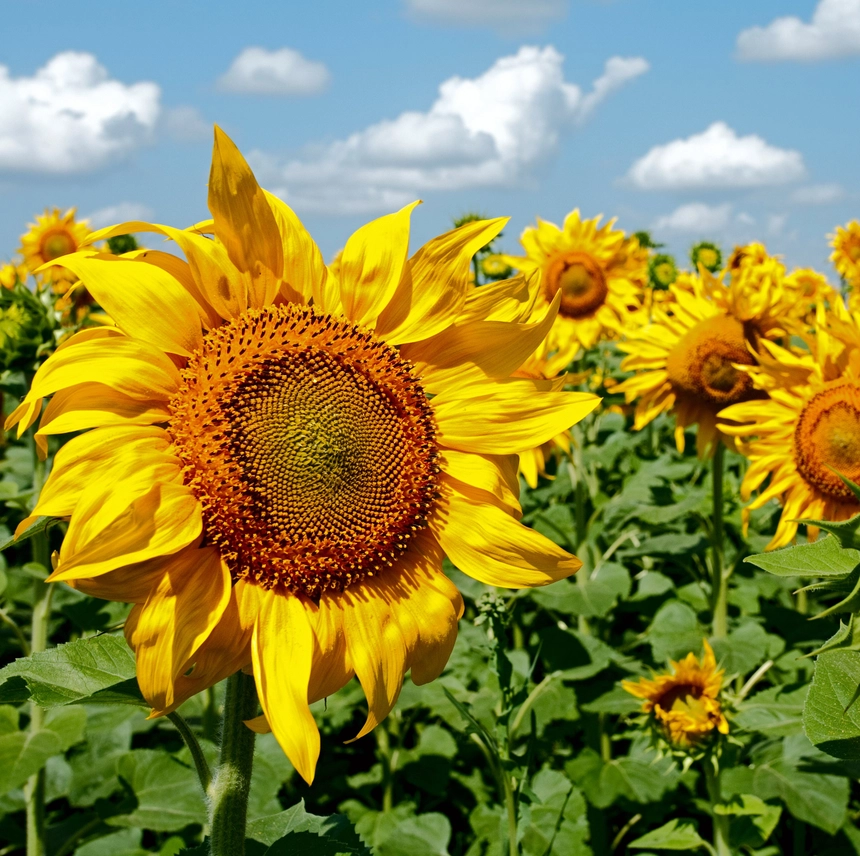 Happy Birthday - Sunflower - Mammoth Sunflower Seed Packets - Image 4