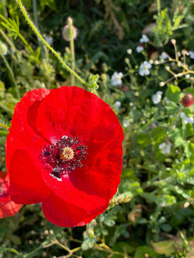 In Our Hearts Remembrance Memorial - Flanders Poppy - Image 4