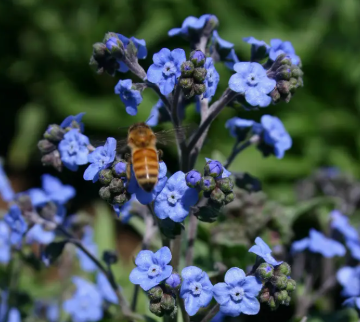 Beloved Friend- Forget Me Not Seed Packet - Image 4