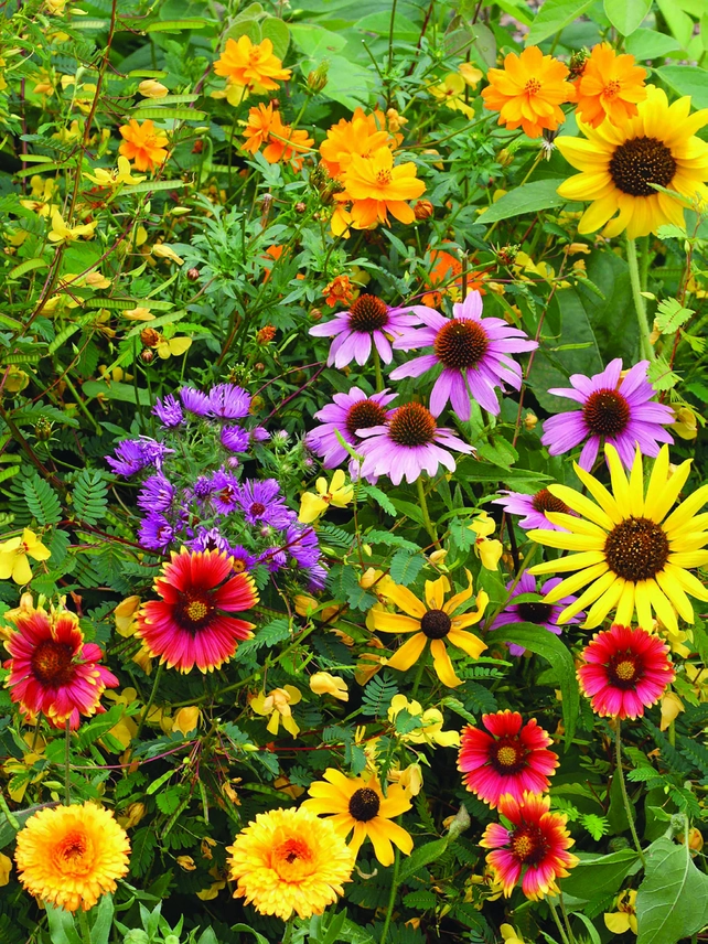 Make My Heart Flutter - Bird and Butterfly Wildflower Mix - Image 4