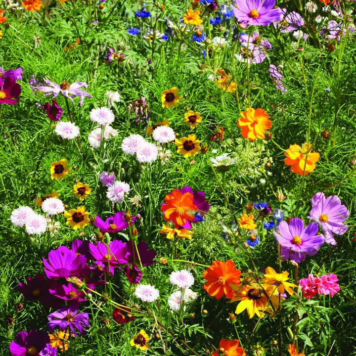 Congratulations- Wildflower Mix Seed Packet - Image 3