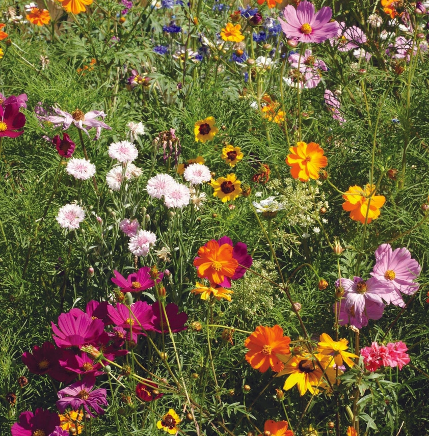 He Makes Everything Beautiful- Pollinator Wildflower Mix Seed Packets - Image 3