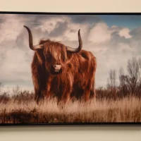 Long Horn Steer Canvas Print ~20"x30"