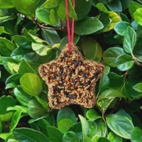 Little Star Bird Feed